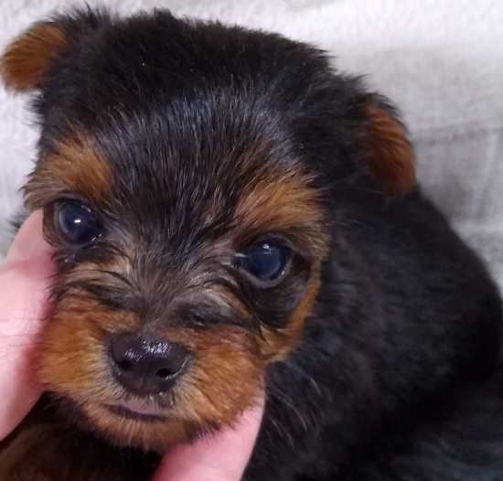 Beautiful, purebred, registered Yorkshire Terrier puppy.