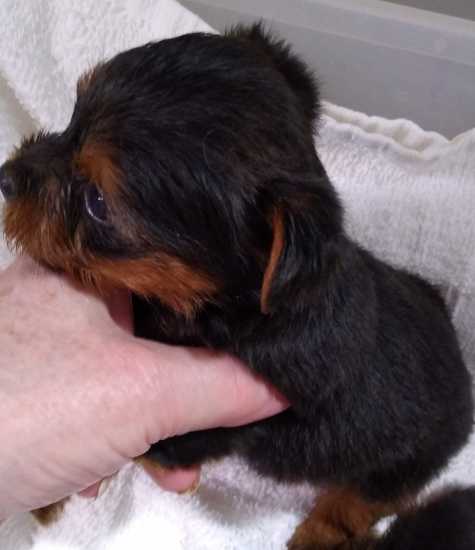 Beautiful, purebred, registered Yorkshire Terrier puppy.