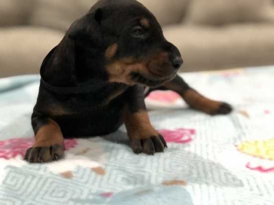 European Doberman puppies for sale -USA