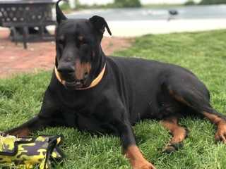 European Doberman puppies for sale -USA