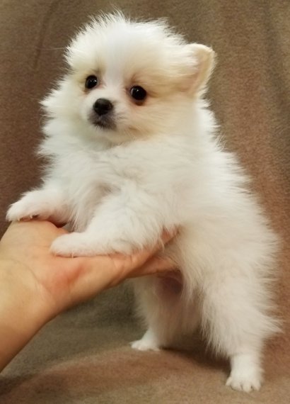 Adorable and sweet Pomeranian puppy