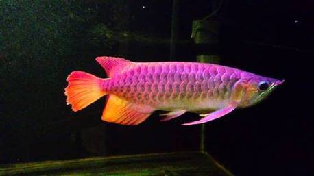 We have veroiuse species available of Aquarium Arowana