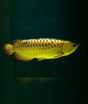 We have veroiuse species available of Aquarium Arowana