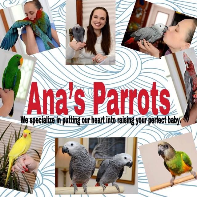 Ana’s parrots suppliers