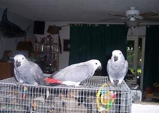 Congo African grey parrot for sale