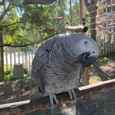 African Grey Parrot for Sale