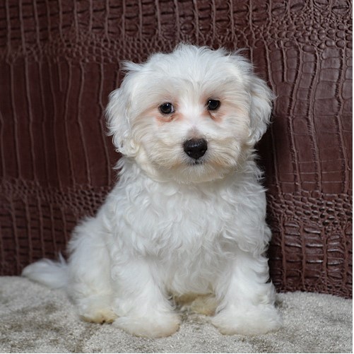 Maltipoo for Sale in Texas | Abcpuppy.com