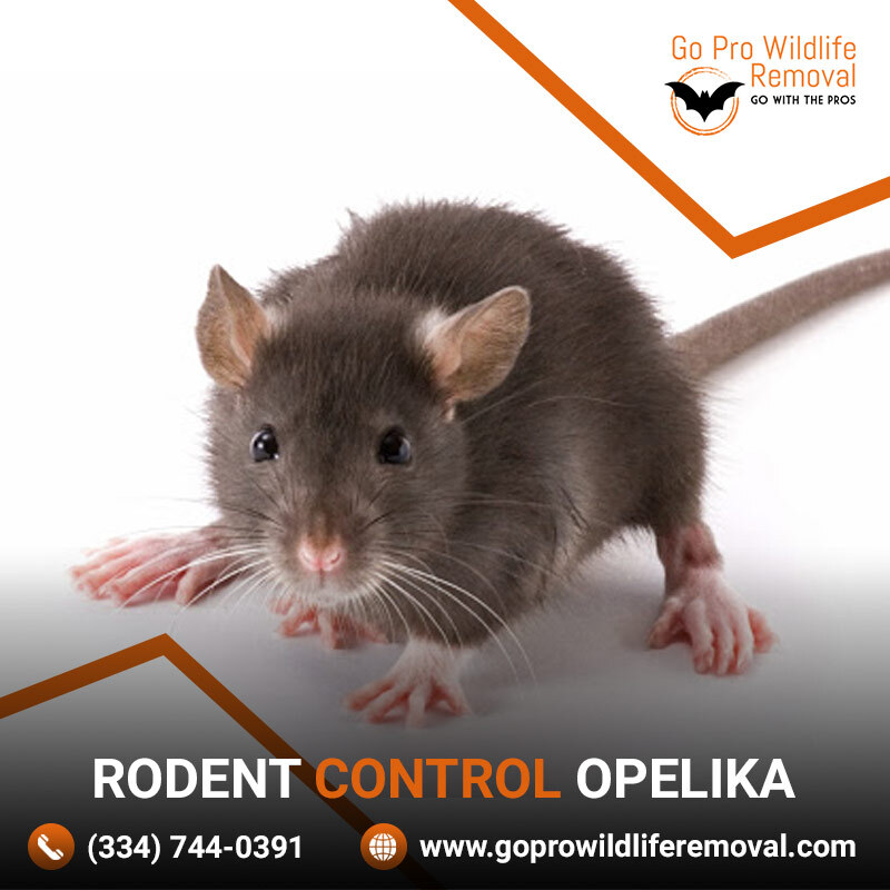 Rodent control Opelika