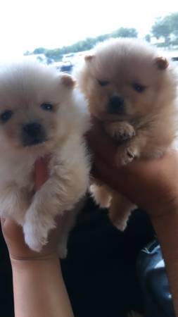 Minature Pomeranian  Puppies -One Boy and One Girl