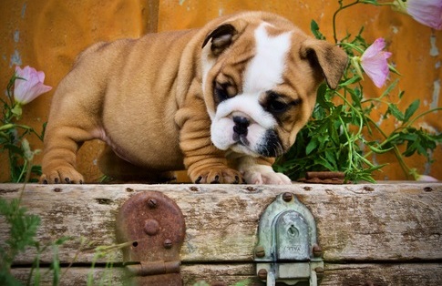 play and then cuddle English Bulldog puppy