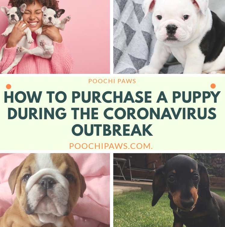 How to Purchase a Puppy During the Coronavirus Outbreak