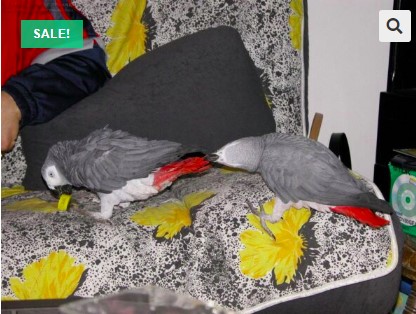 Grey Parrot for sale Florida Miami