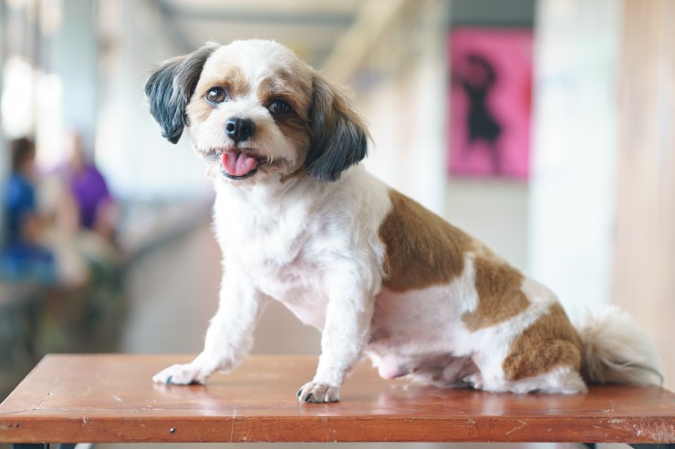 Shihpoos are highly intelligent, loyal and affectionate They have low shedding coats They are easy t