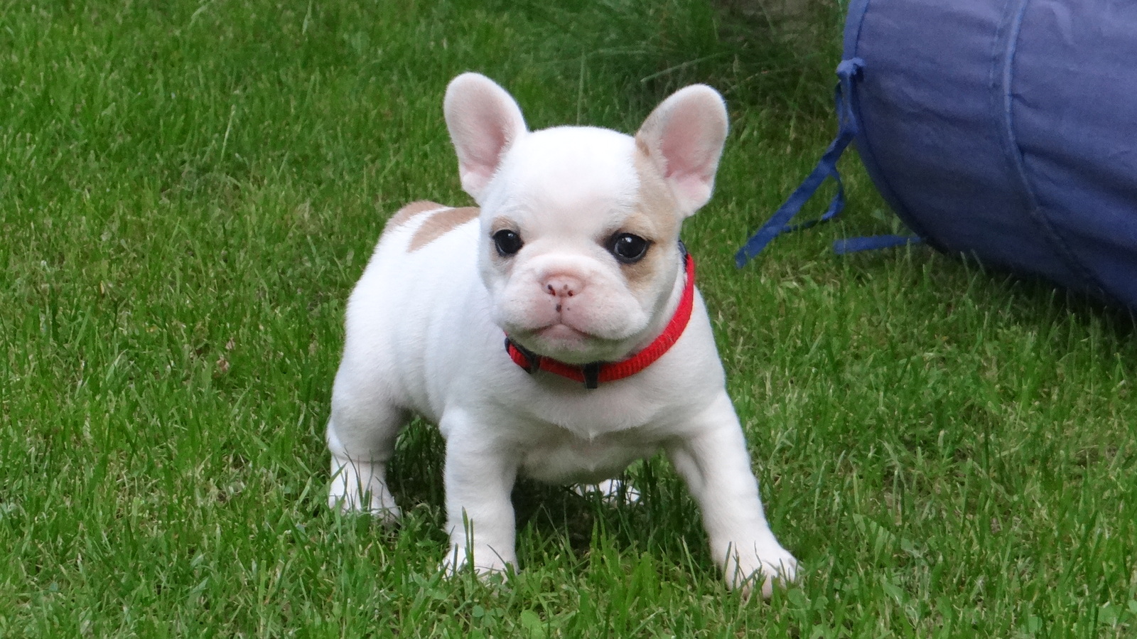 French Bulldog looking for a new home