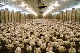 Chicken catchers  Elite Poultry Services Throughout Alberta USA