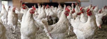 Chicken catchers  Elite Poultry Services Throughout Alberta USA