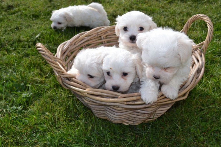 Maltese Cross Puppies