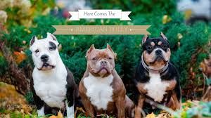 Best American Bully Available   USA AND CANADA