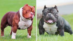 Best American Bully Available   USA AND CANADA