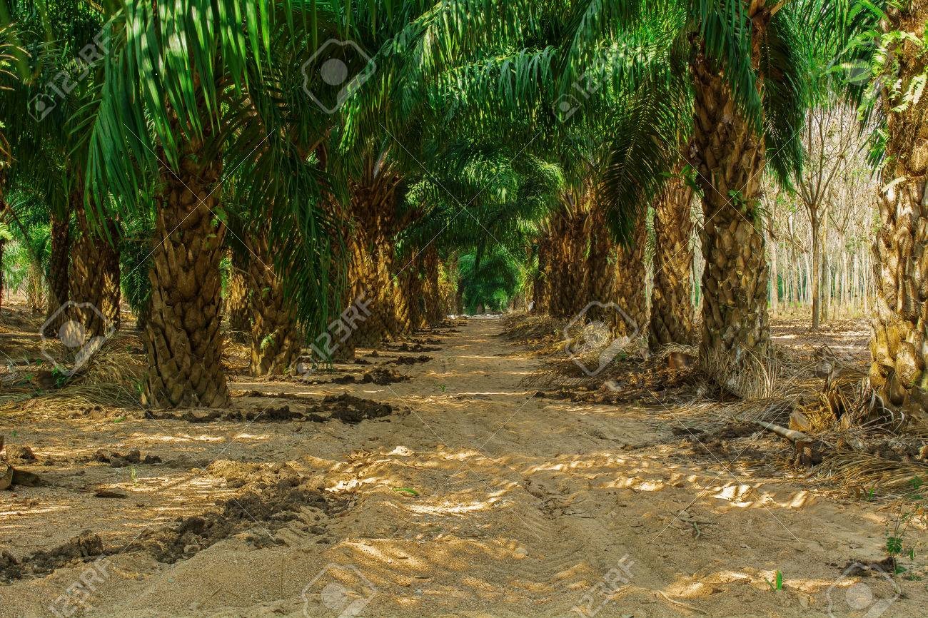 18 HECTARES OF PALM ESTATE WITH ACCESS ROAD LOCATED AT IKEM NVOSI ISIALANGWA SOUTH LGA ABIA STATE NIGERIA