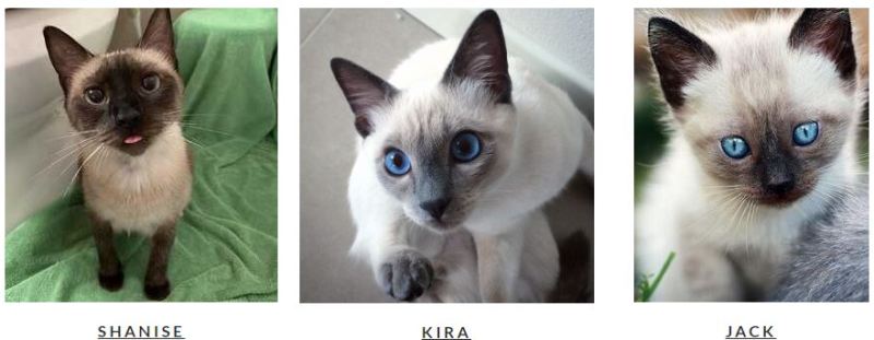 SIAMESE KITTENS FOR SALE- USA