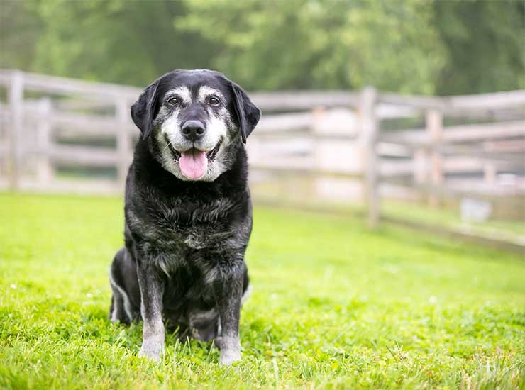 Signs of Aging Dogs and Senior Dogs Feed- Flauntpet