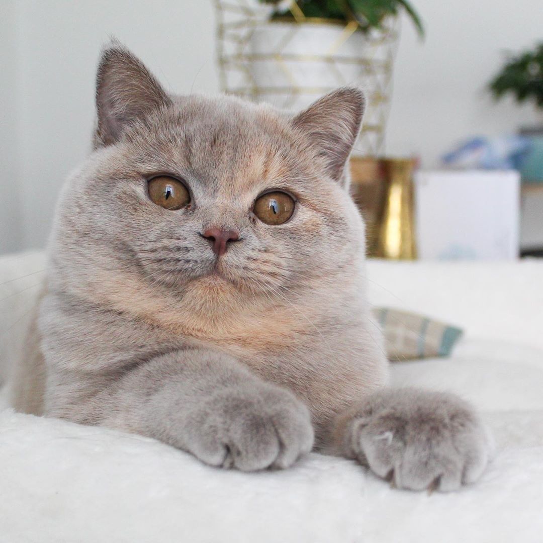 BRITISH SHORTHAIR breed cat