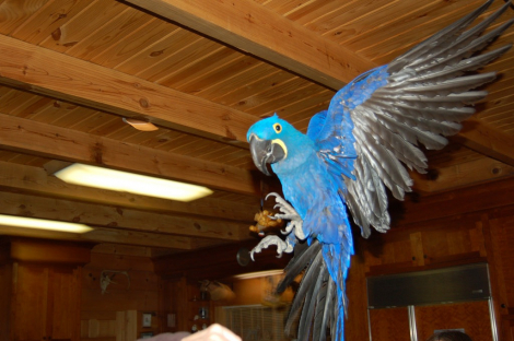 Hyacinth Macaw Parrots And Fertile Eggs