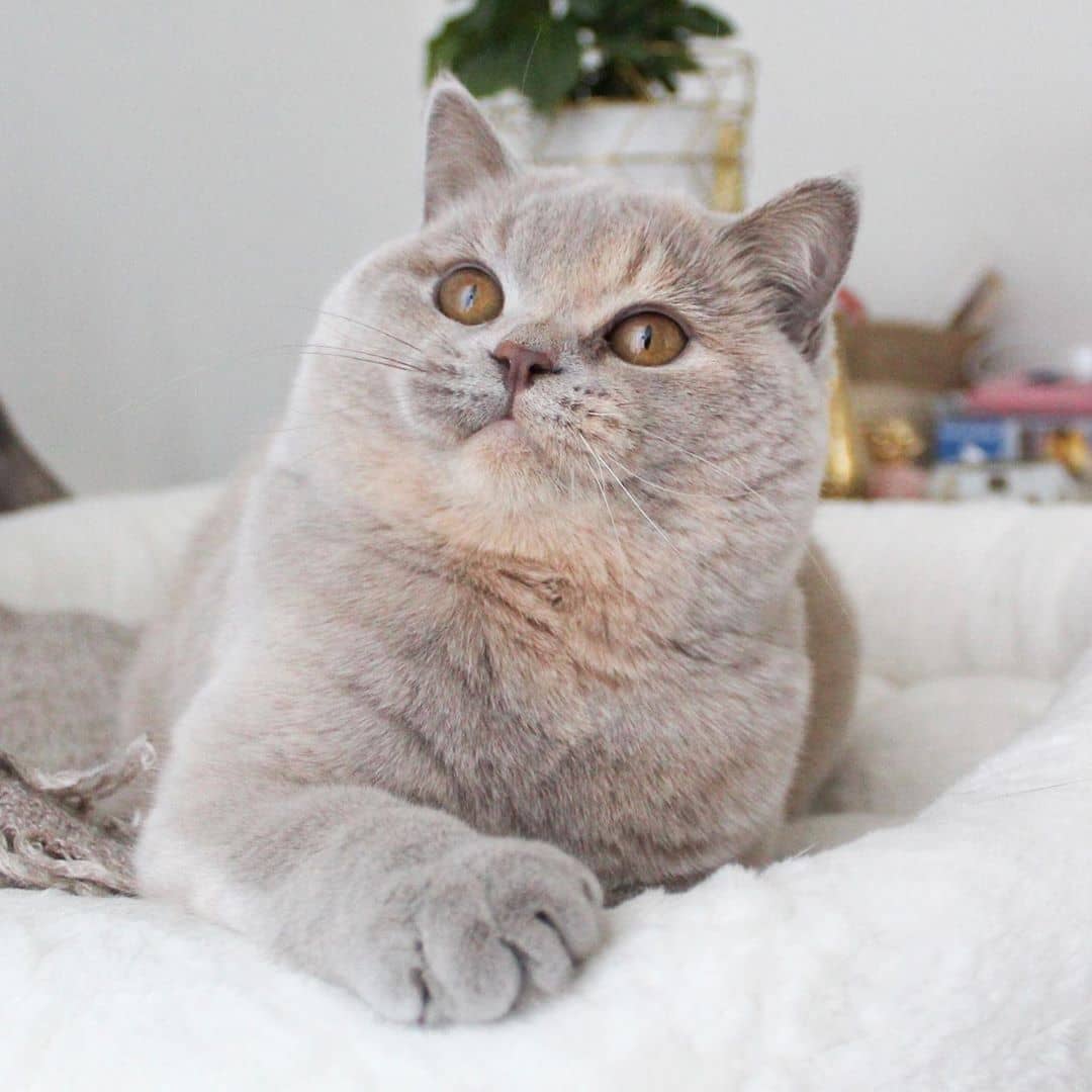 BRITISH SHORTHAIR breed cat