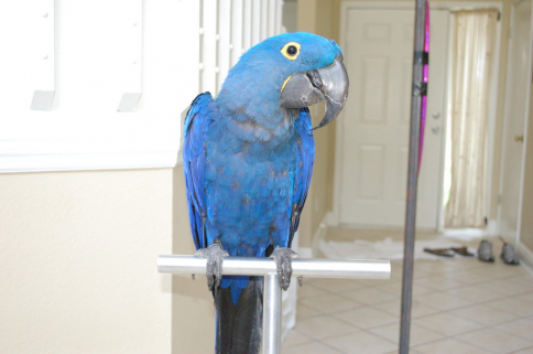 Hyacinth Macaw Parrots And Fertile Eggs