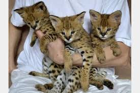 Bengal kittens available for new homes.