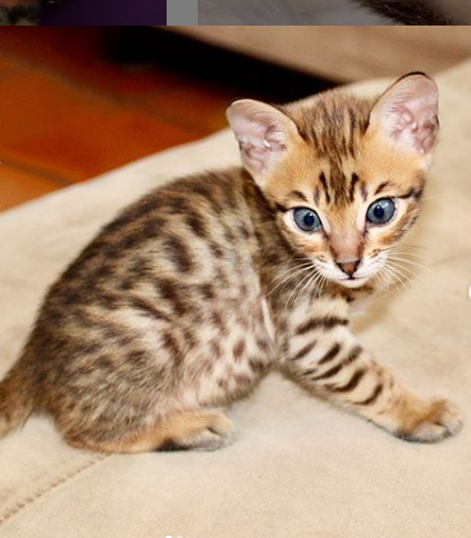 Bengal kittens available for new homes.