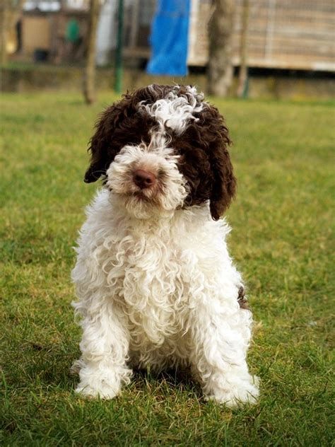 Lagotto Romagnolo, puppies of superior genetics