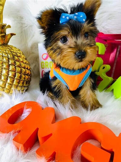 Male/Female Yorkie puppies for sale