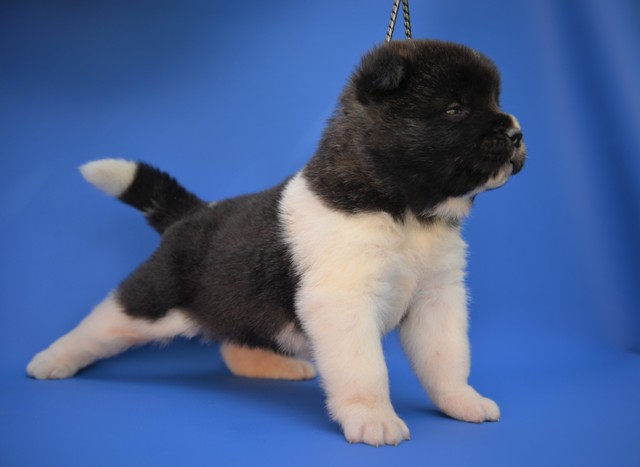 American Akita puppies