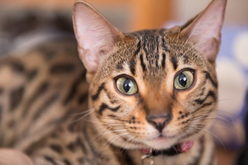 Bengal Cats For urgent Sale here