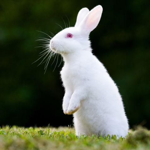 Top 100 Rabbits in Melbourne