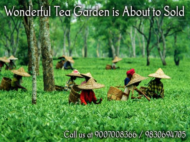 Best Quality Running Tea Garden is Ready For Sale in Dooars