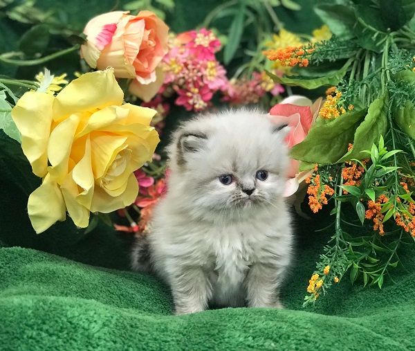 Persian And Himalayan Kittens For Urgent  Sale