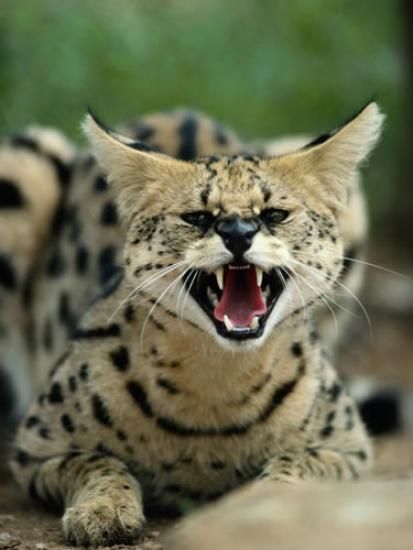 African Serval kittens for urgent sale