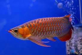 AROWANA FISH FOR URGENT SALE