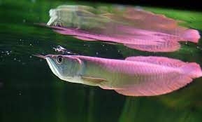 AROWANA FISH FOR URGENT SALE