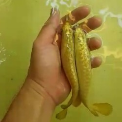 AROWANA FISH FOR URGENT SALE