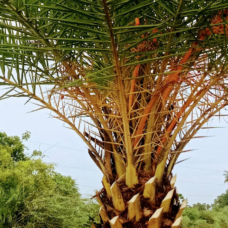 RG NURSERY AND DATE PALM TREE SUPPLIER-Melmaruvathur, Acharapakkam, Tamil Nadu