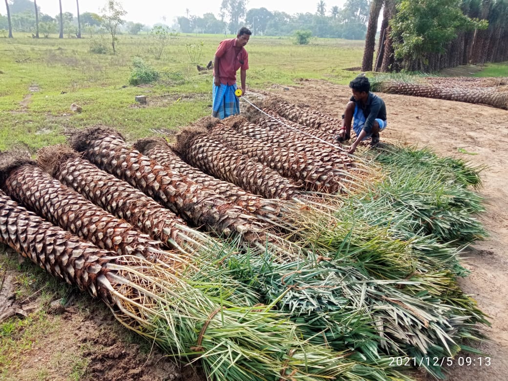 RG NURSERY AND DATE PALM TREE SUPPLIER-Melmaruvathur, Acharapakkam, Tamil Nadu