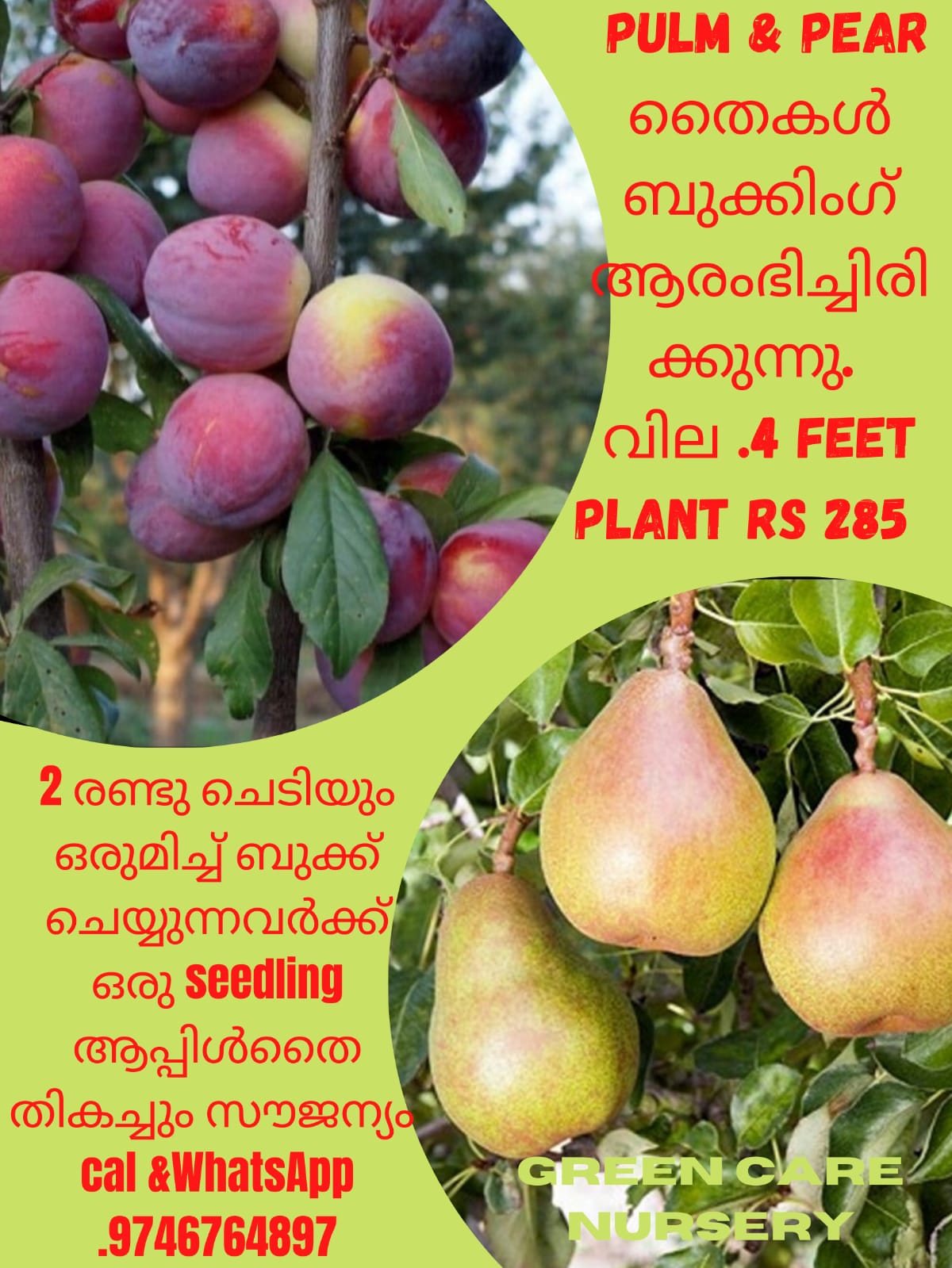 All Type Fruit Plants & Trees Available