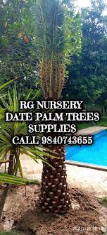 RG NURSERY AND DATE PALM TREE SUPPLIER-Melmaruvathur, Acharapakkam, Tamil Nadu